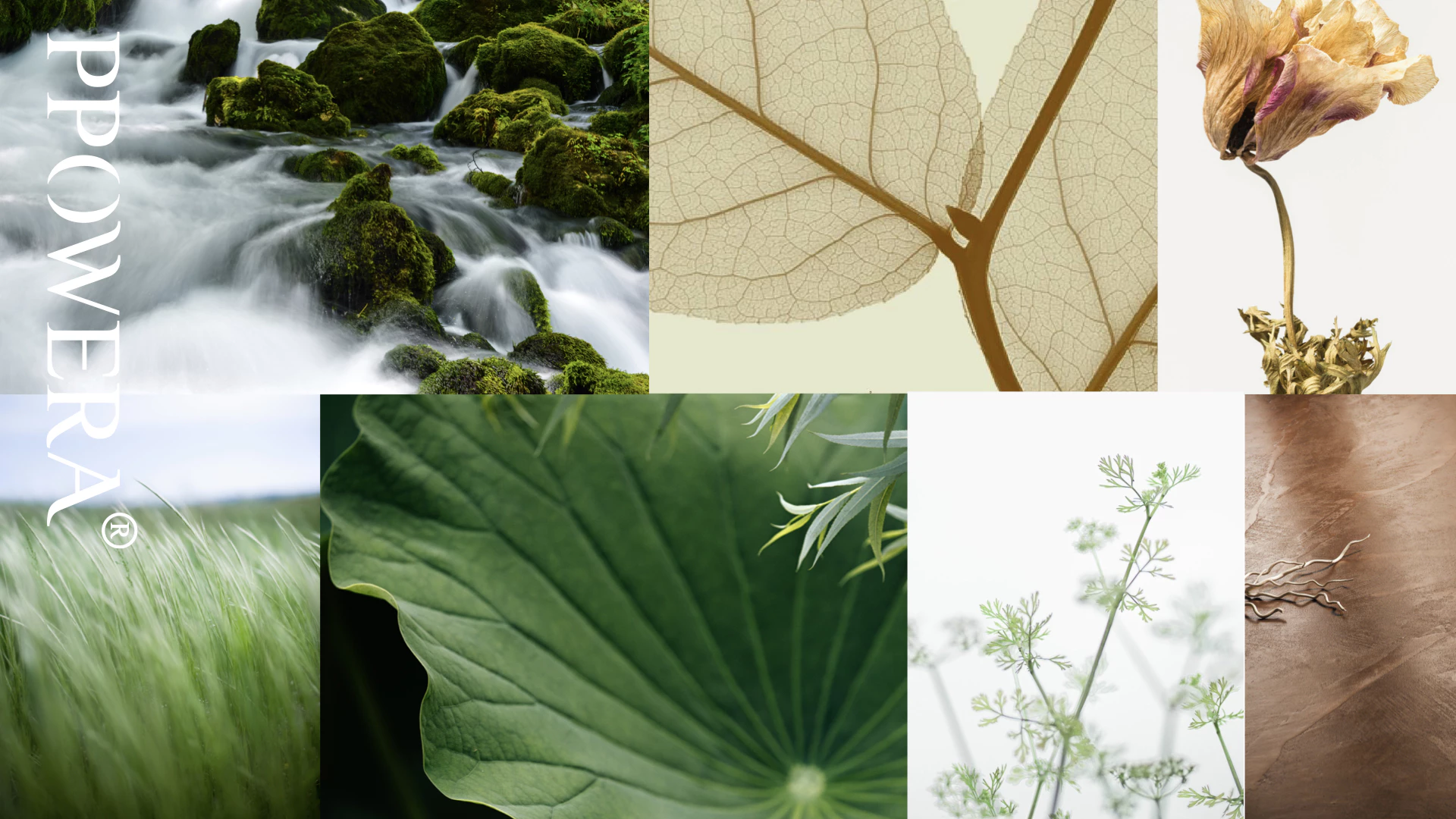 PPOWERA 草木之力 5.1