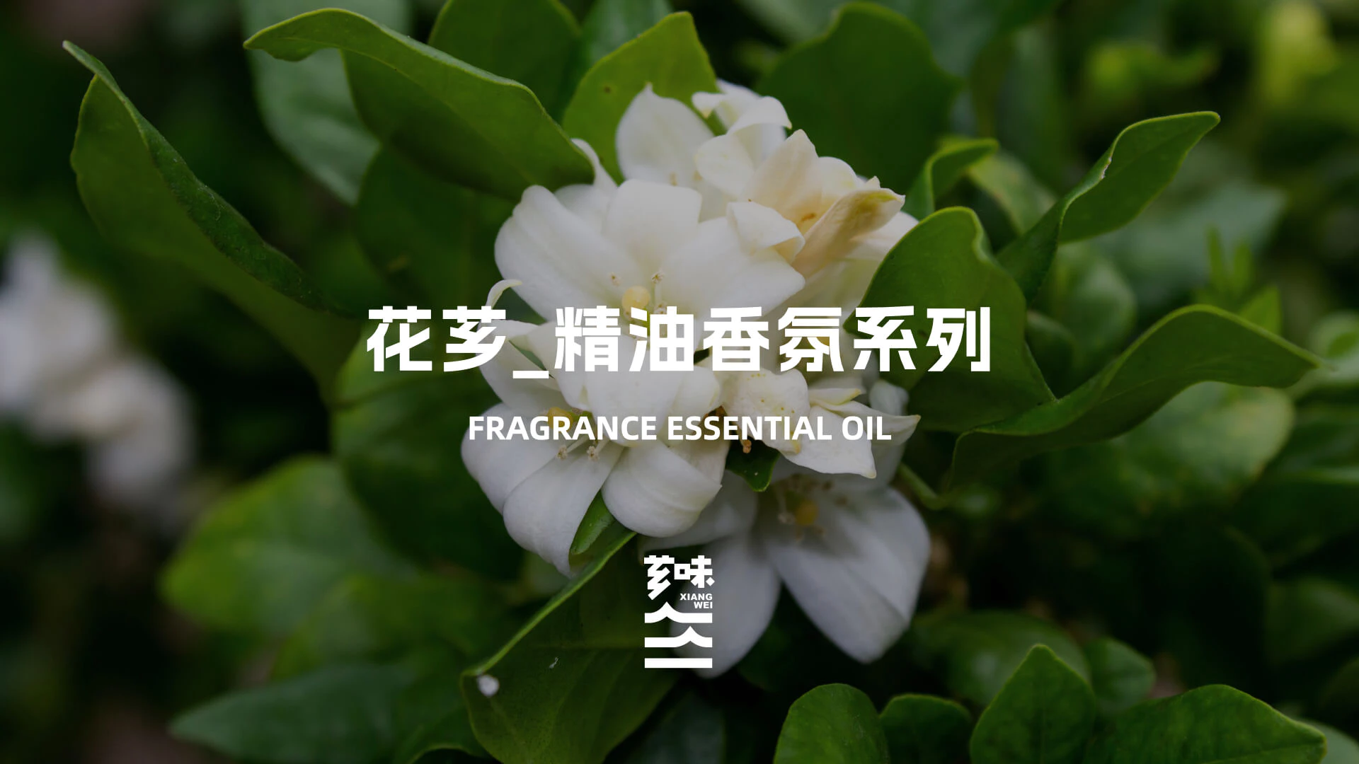 XIANGWEI 芗味丨概念设计 4.1